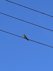 Psittacara erythrogenys