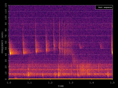 Pipistrellus nathusii