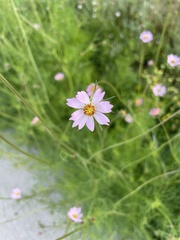 Cosmos parviflorus