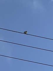 Psittacara erythrogenys