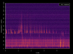 Pipistrellus nathusii