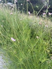Cosmos parviflorus
