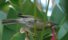 Foulehaio taviunensis