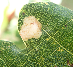 Tischeria ekebladella