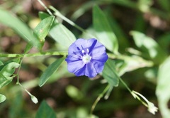 Evolvulus arizonicus