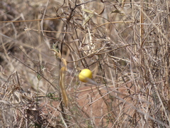 Solanum campylacanthum