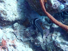 Eques punctatus