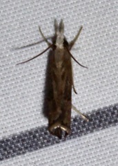 Parapediasia teterrellus