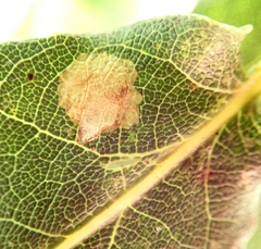 Tischeria ekebladella