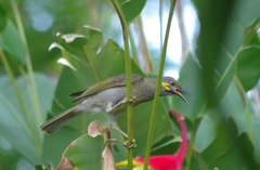 Foulehaio taviunensis