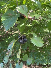 Vitis rotundifolia