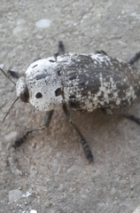 Capnodis miliaris