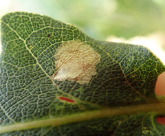 Tischeria ekebladella