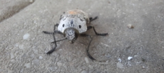 Capnodis miliaris