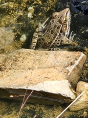 Lithobates berlandieri