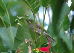 Foulehaio taviunensis