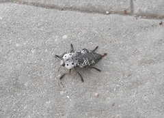 Capnodis miliaris