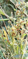 Atriplex portulacoides