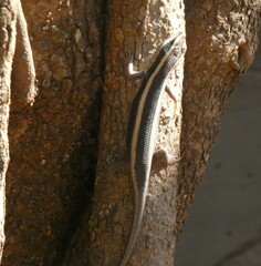 Trachylepis striata