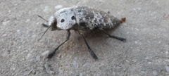 Capnodis miliaris