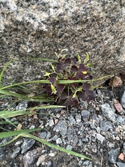 Oxalis stricta rufa