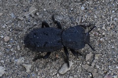 Phloeodes diabolicus