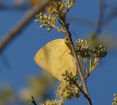 Catopsilia florella