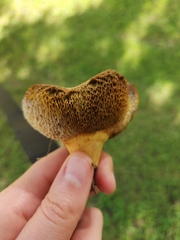 Hortiboletus campestris