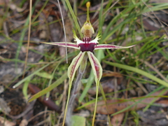 Caladenia parva