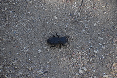 Phloeodes diabolicus