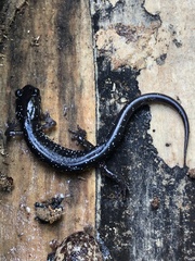 Plethodon