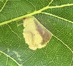 Tischeria ekebladella