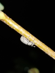 Otiorhynchus singularis