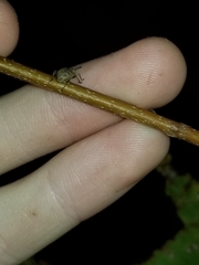 Otiorhynchus singularis