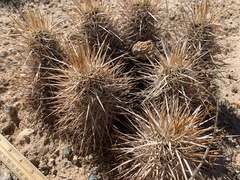 Echinocereus engelmannii engelmannii