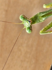 Mantidae
