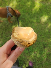 Hortiboletus campestris