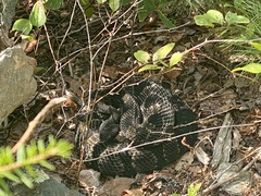 Crotalus horridus