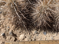 Echinocereus engelmannii engelmannii