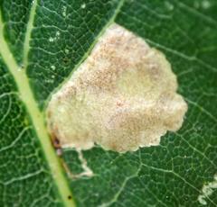 Tischeria ekebladella