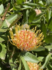 Leucospermum × hybridum