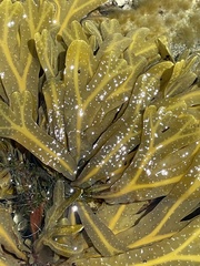 Fucus vesiculosus