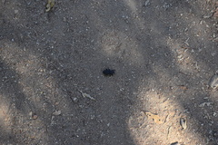 Phloeodes diabolicus