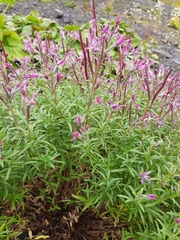 Chamaenerion colchicum