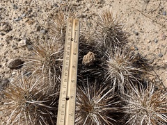 Echinocereus engelmannii engelmannii
