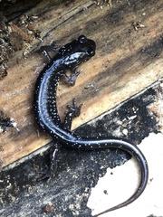 Plethodon