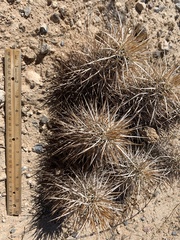Echinocereus engelmannii engelmannii