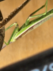 Mantidae