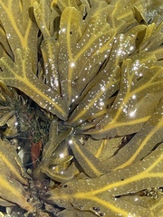 Fucus vesiculosus