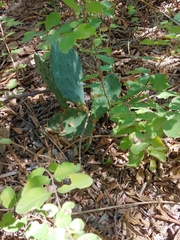 Opuntia humifusa